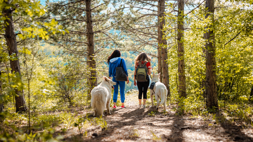 Two women walking in the forest with their dogs