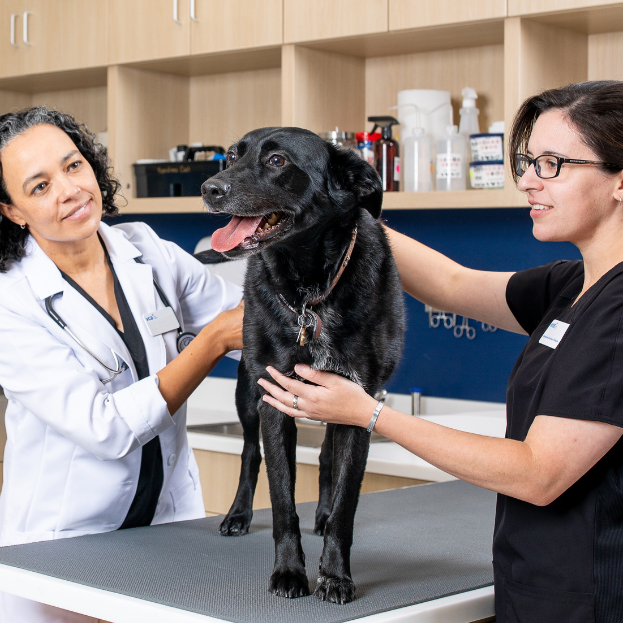Veterinarians examining a dog