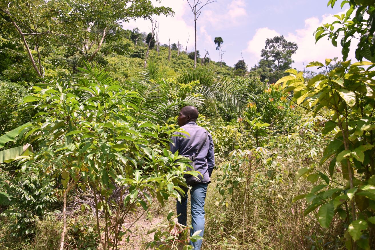 Cocoa & Forests Initiative 2020 Progress Report Mars Global