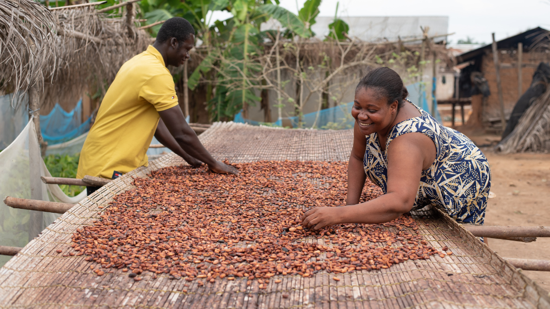 Cocoa farmers working with beans outside on a table