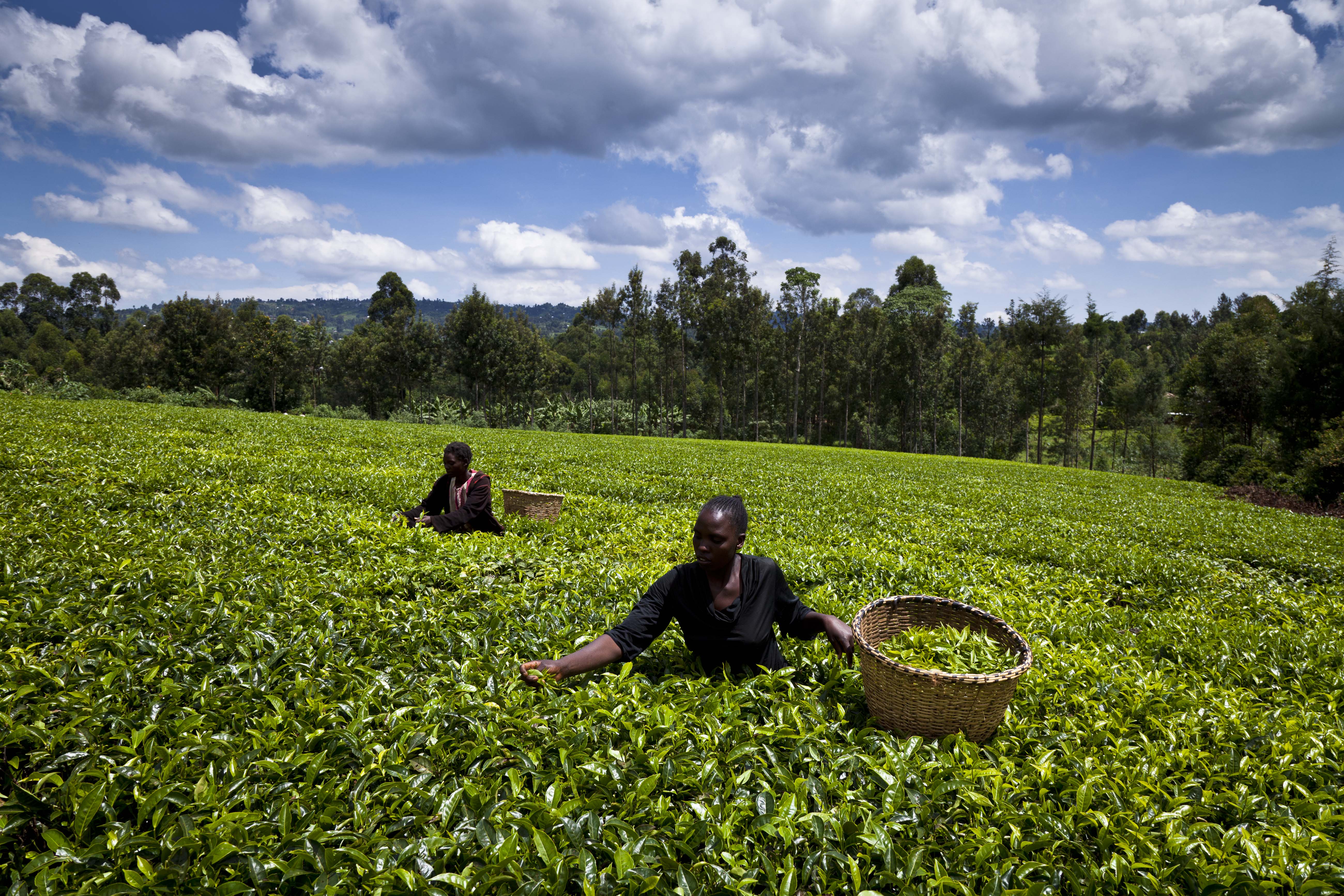 Tea Farming Kenya