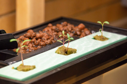 Small plants starting to grow