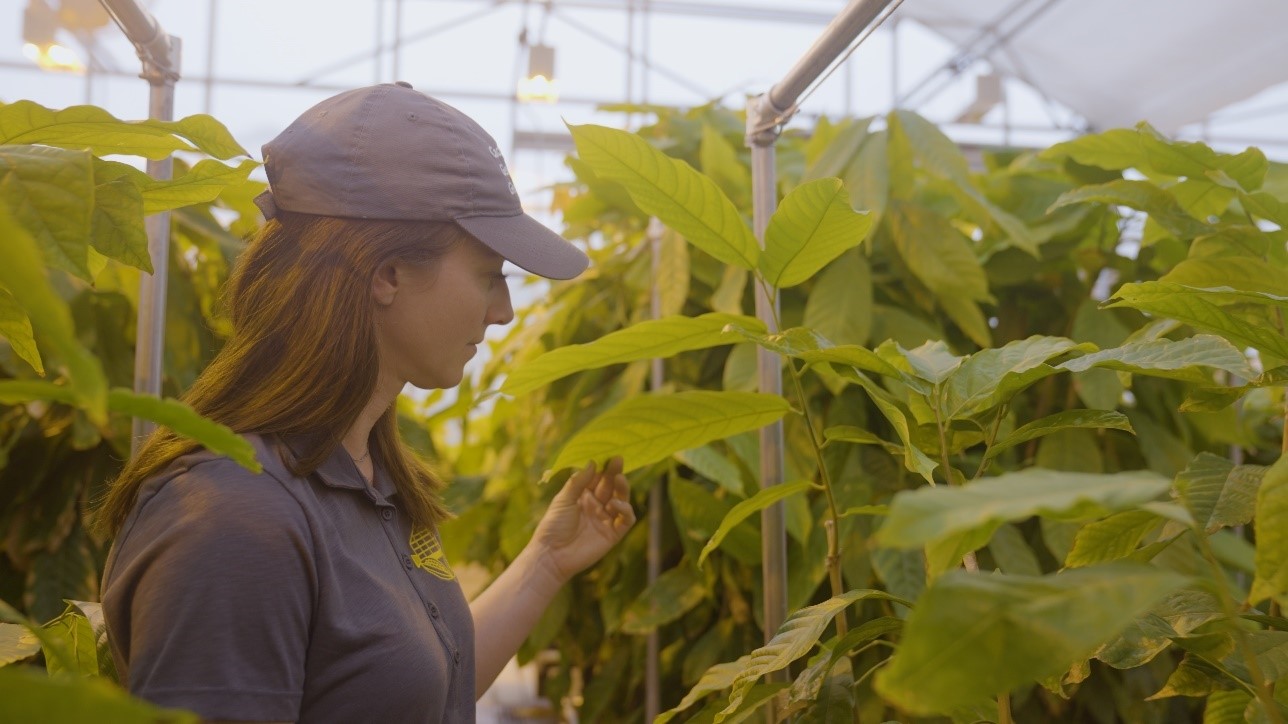 Mars Associate at the Mars Cacao Germplasm Greenhouse facility located at the University of California, Davis