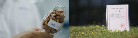 高油酸花生(左图)、高油酸花生可持续项目荣获全国农牧渔业丰收奖(右图)