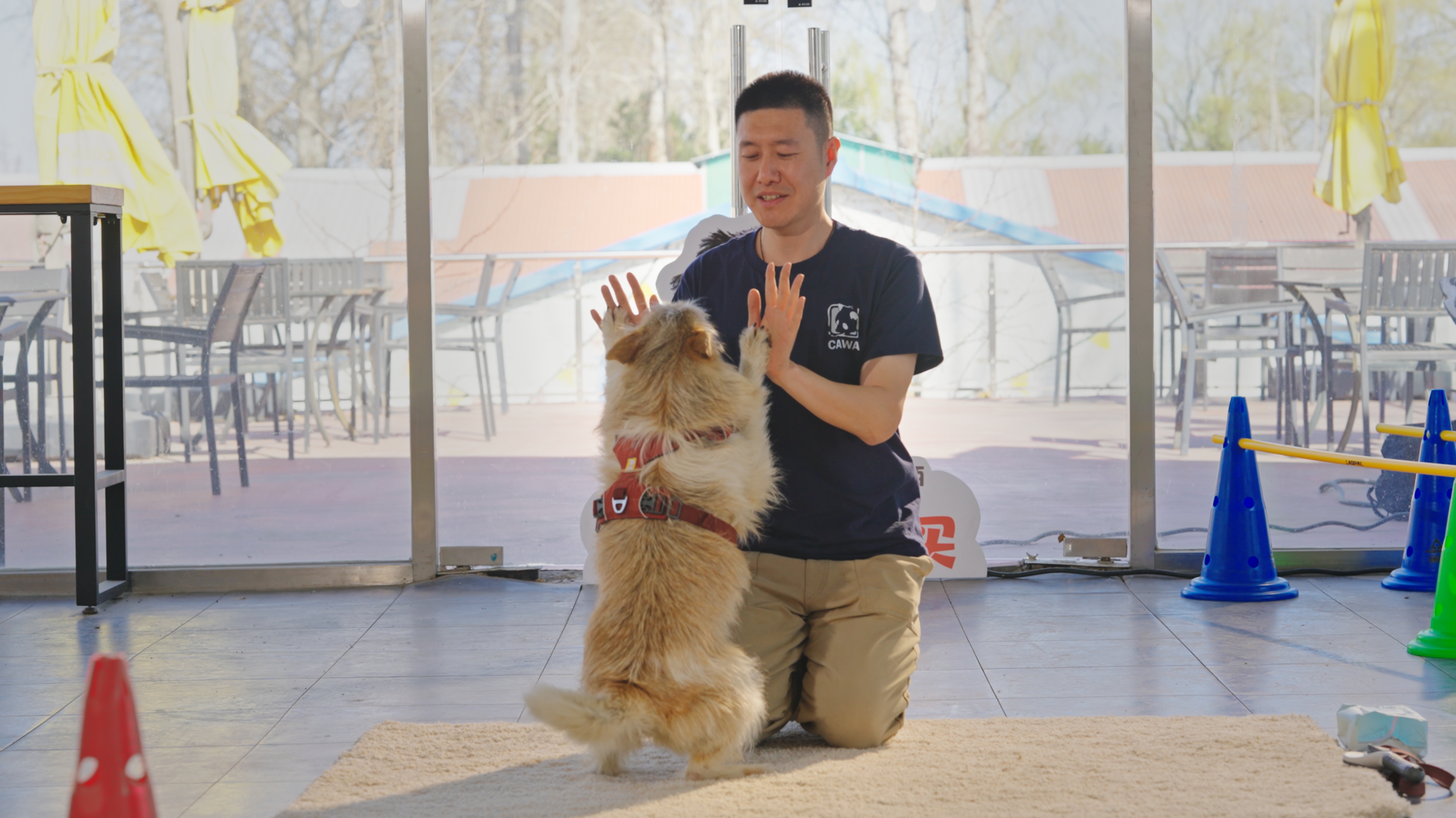 皇家×首都爱护动物协会联合发起“疗愈犬 101”项目