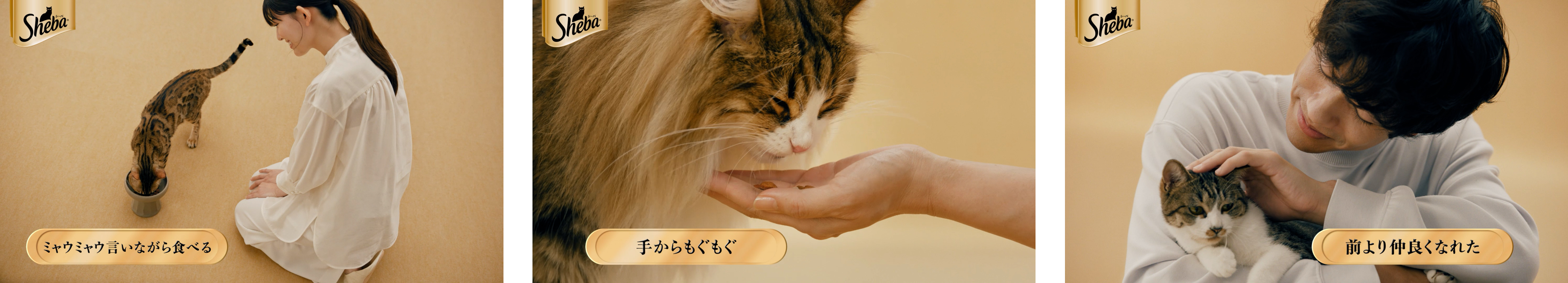 Sheba-campaign-20260901 02maeyori