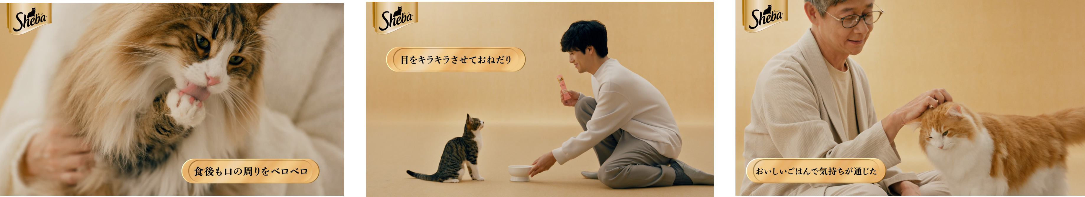 Sheba-campaign-20260901 03oishiigohan