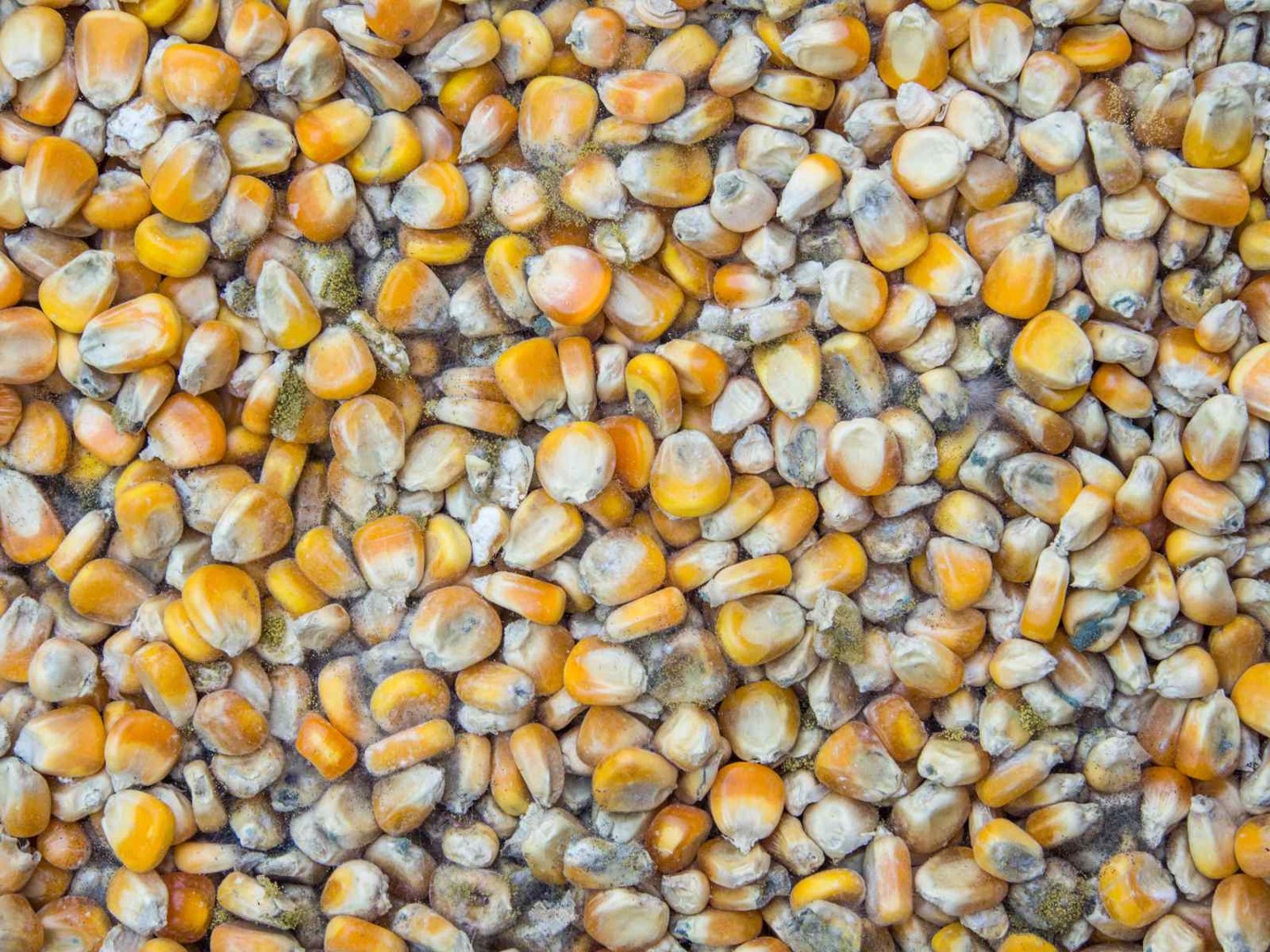 Foodsafety corn.jpg