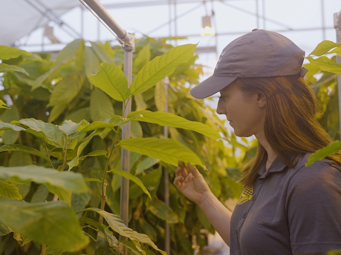Mars researcher at the University of California, Davis, with cocoa plants