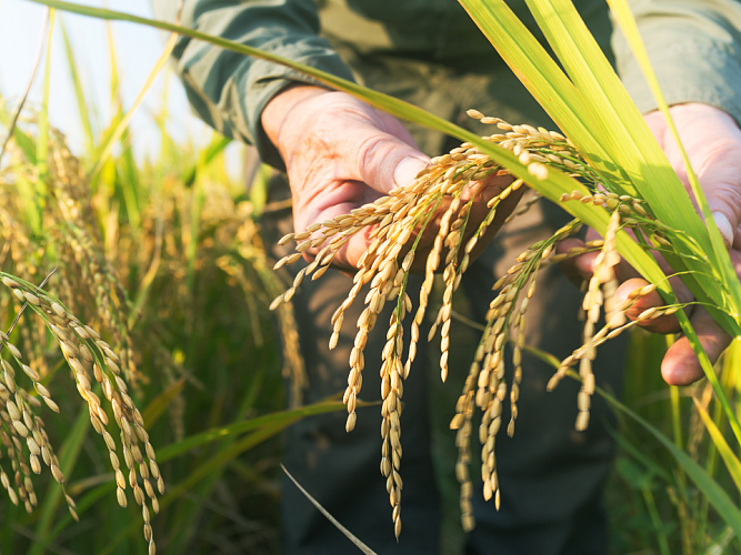 Close up of farmer holding a rice crop