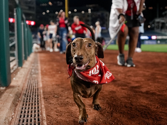 A dachshund wearing a bandana