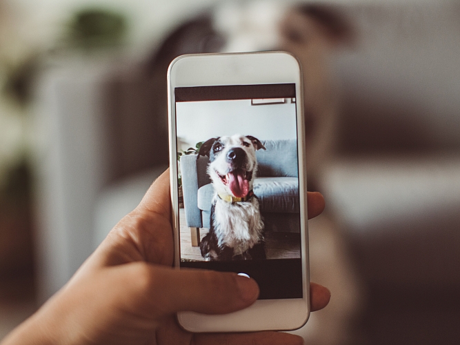Hands holding a smartphone, taking a photo of a dog