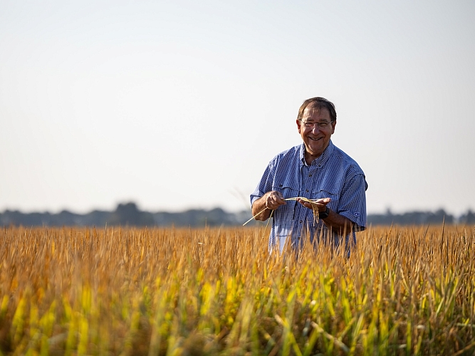 Rice farmer in the field