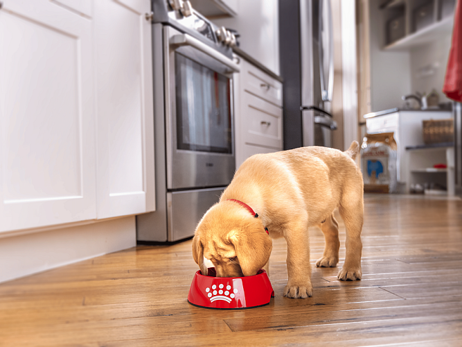 Puppy eating Royal Canin pet food from a bowl