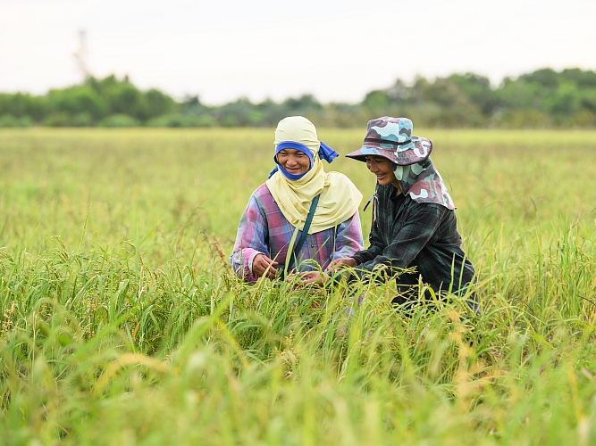 Rice farmers in Thailand