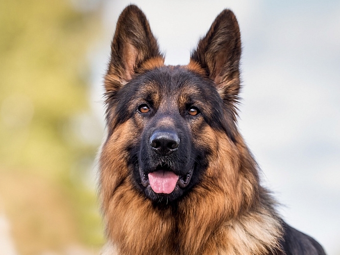 A German Shepherd dog sitting outdoors. 