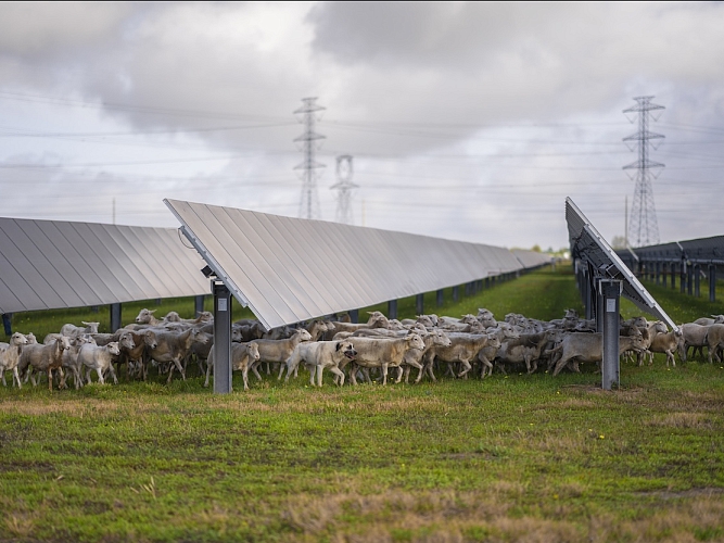 A herd of sheep walking under solar panels in a field.