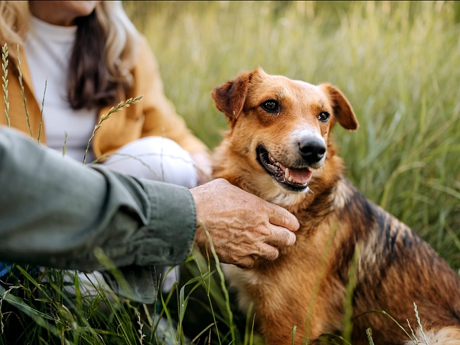 Two people and a dog sitting in a field.