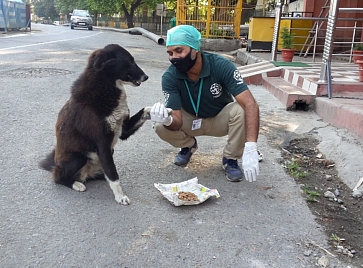 Food donations stray dog