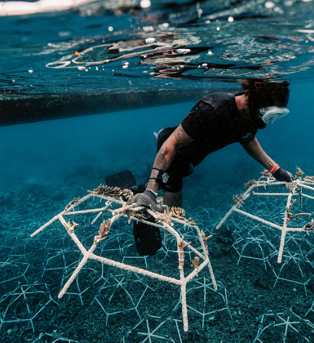 The Big Build - Reef Stars