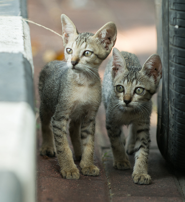 Two gray tabby kittens walking next to a curb