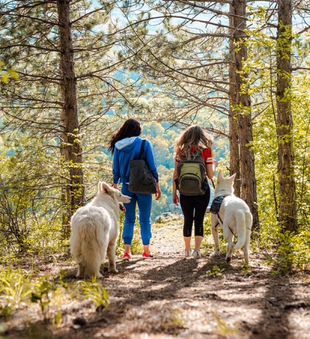Two women walking in the forest with their dogs