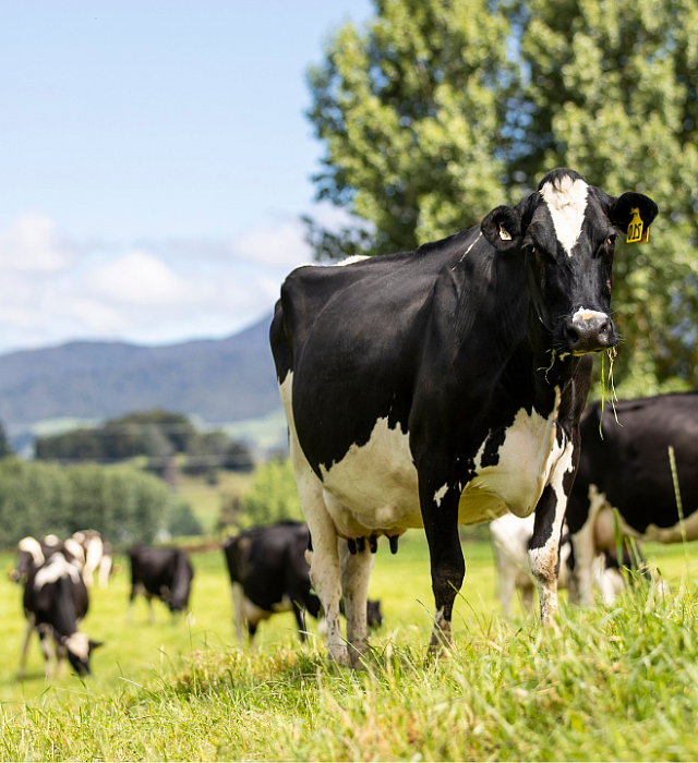 Cows in a field
