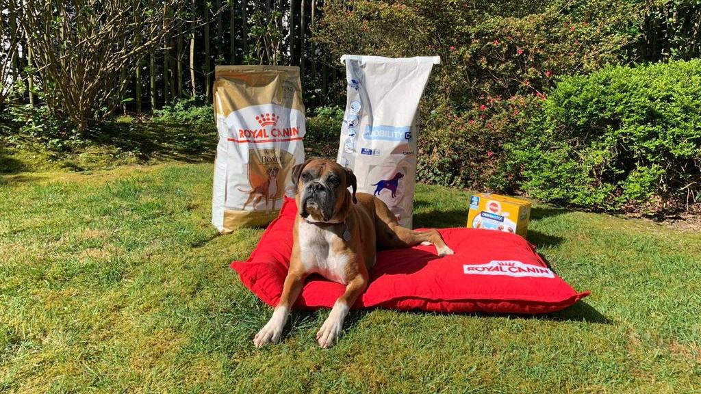 Mars inc dog food outlet