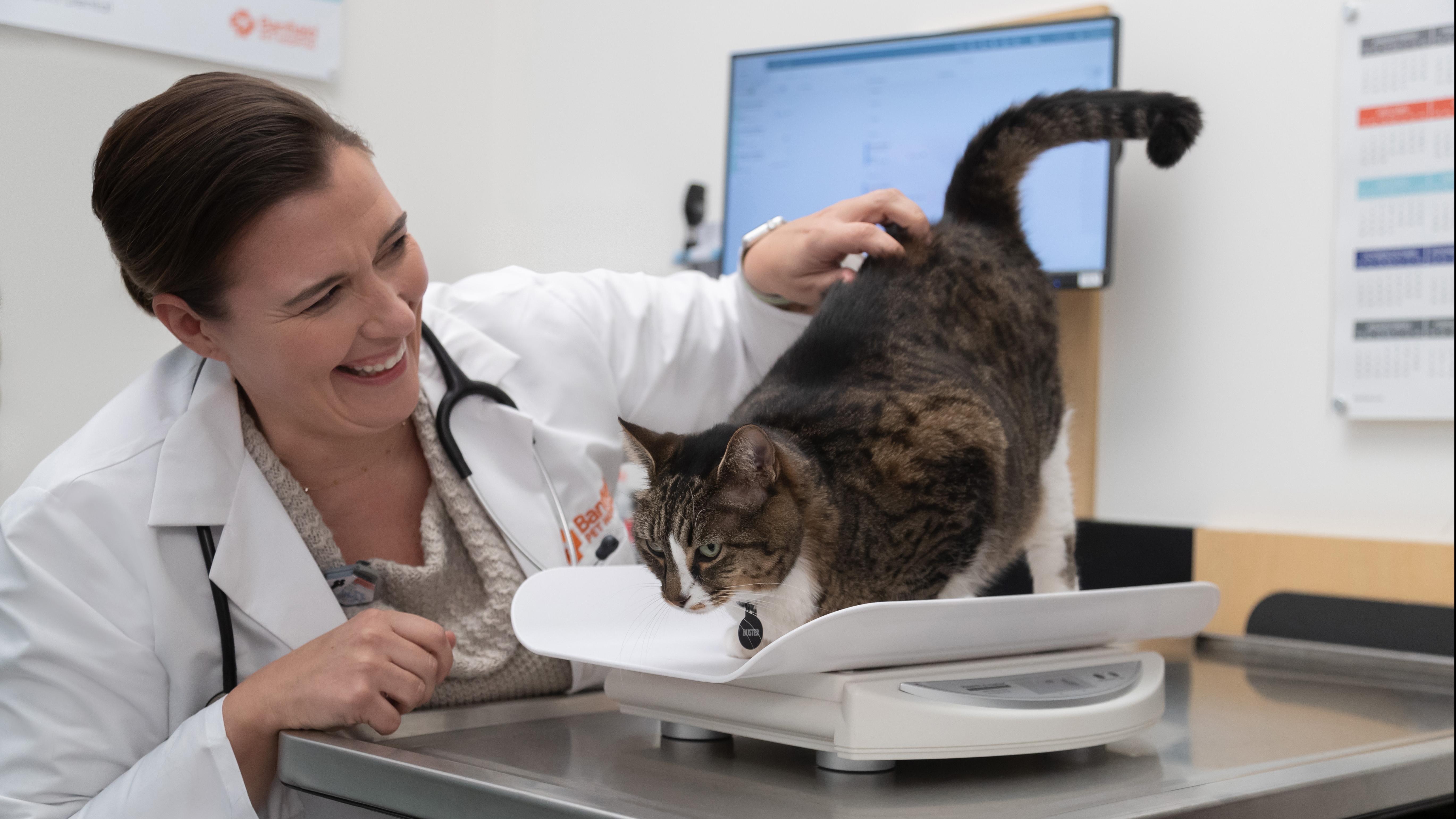 vet and a cat patient