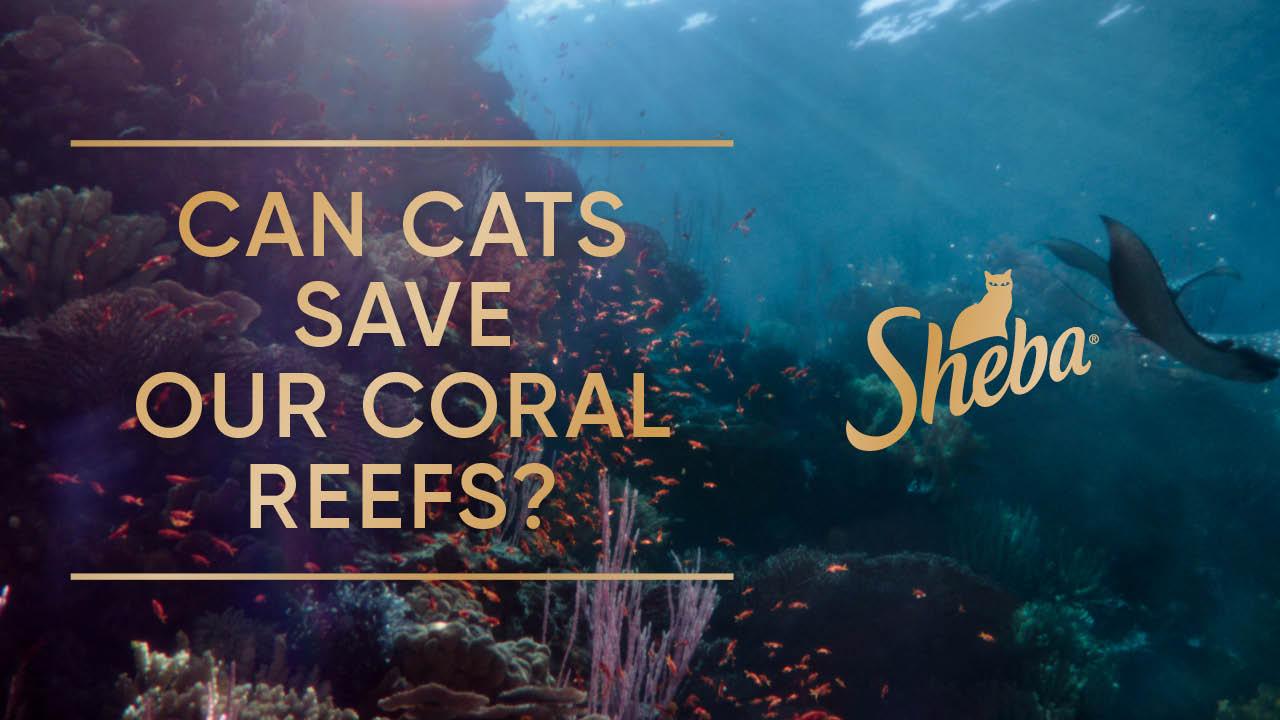 can cats save coral reefs