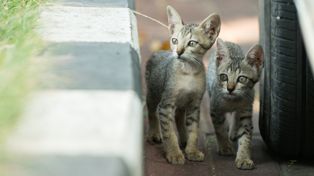 Two gray tabby kittens walking next to a curb