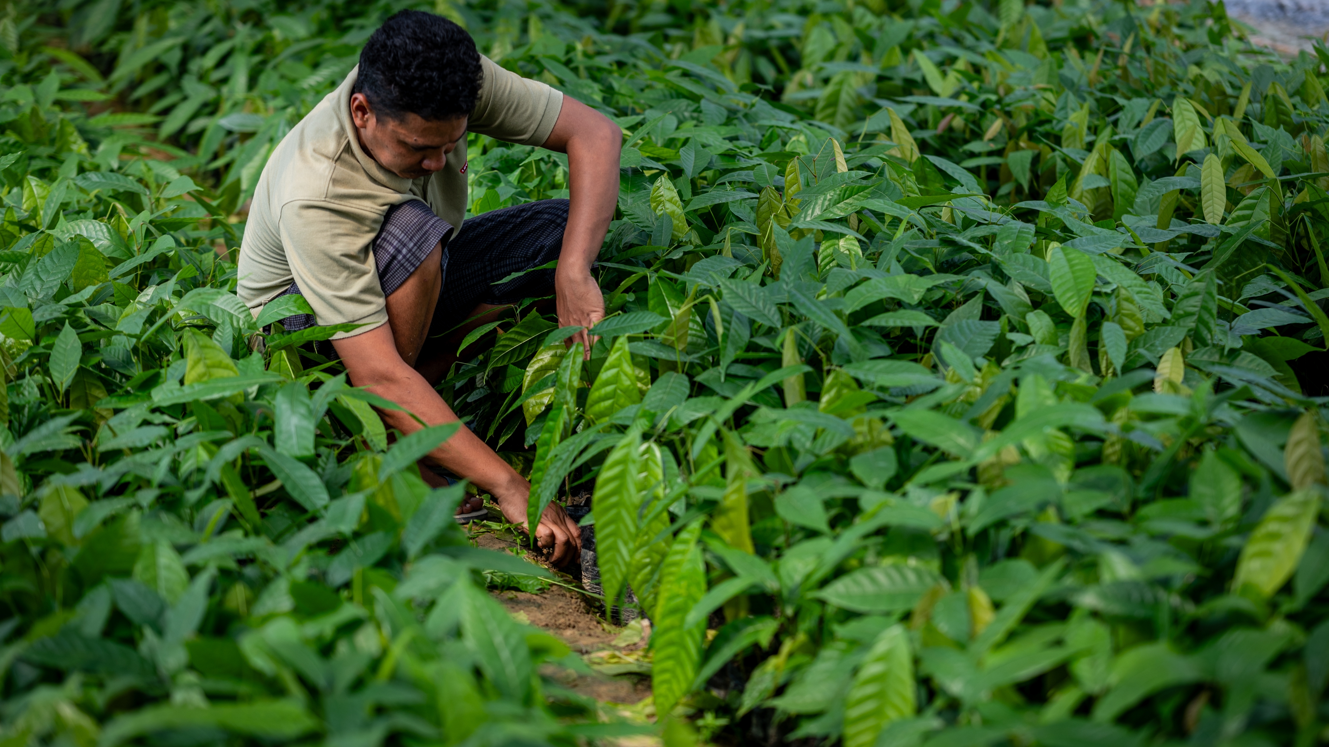 Man in cocoa plant seedling field