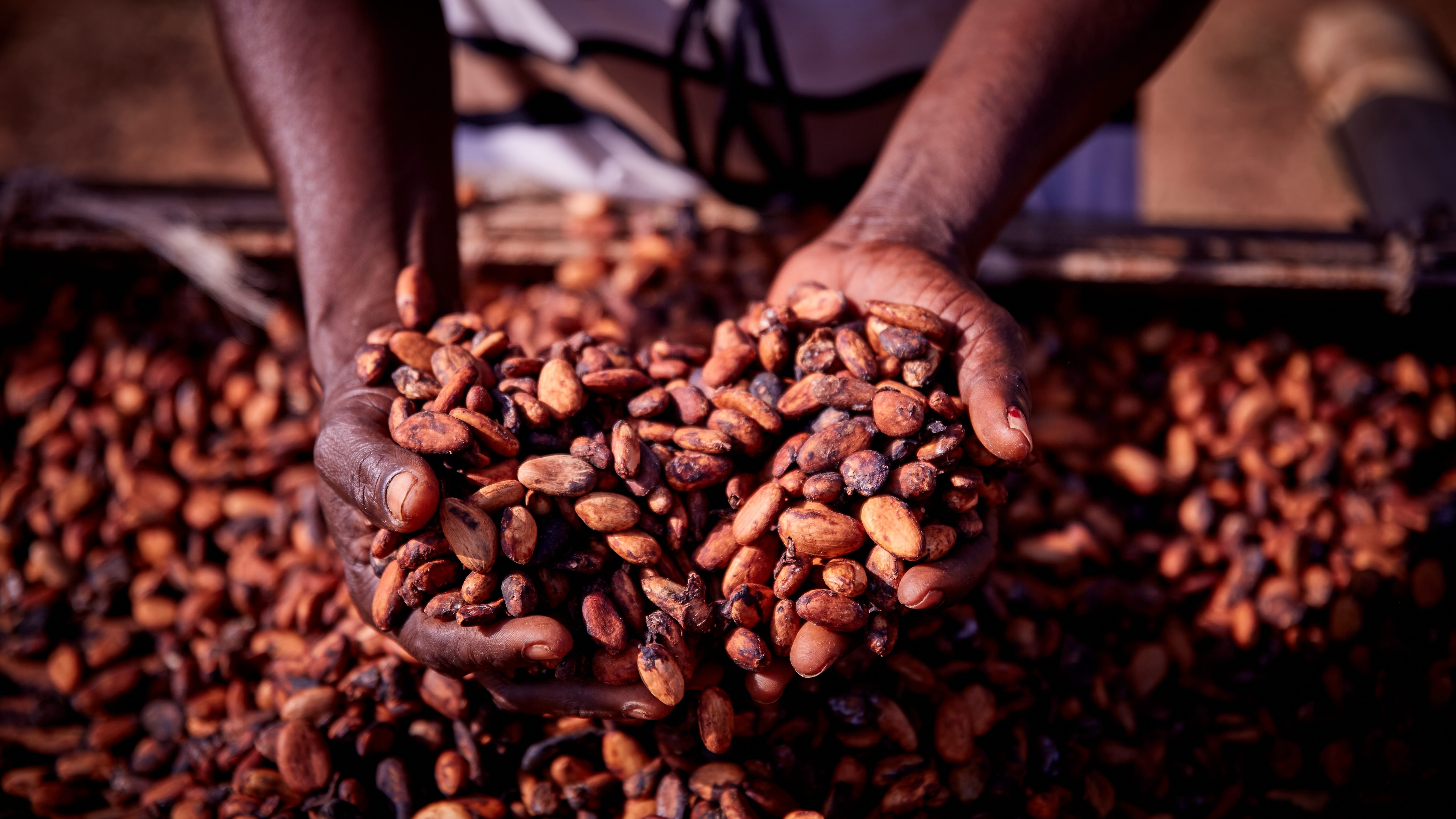 Hands with cocoa beans