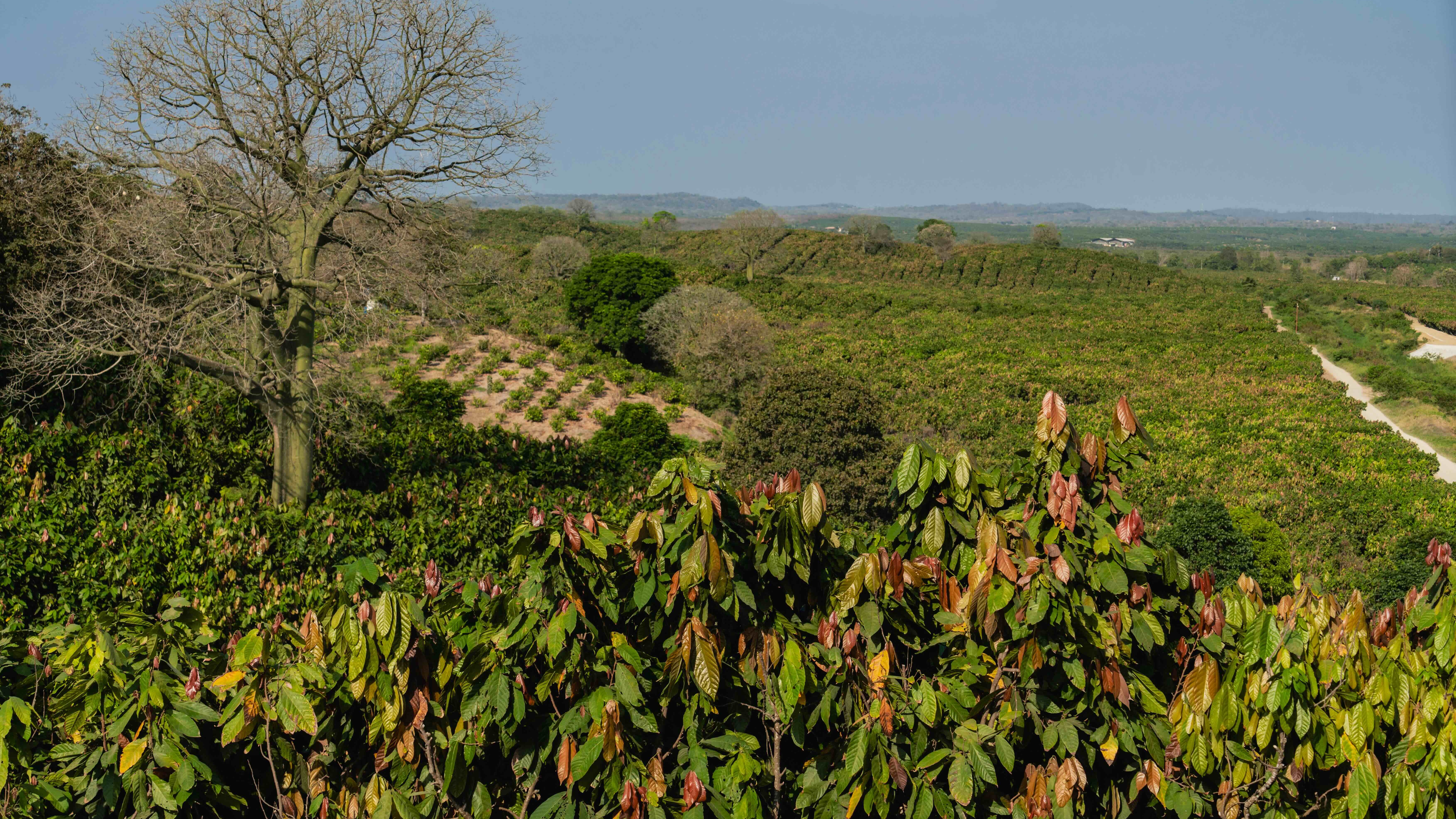 Mars La Chola Research Farm