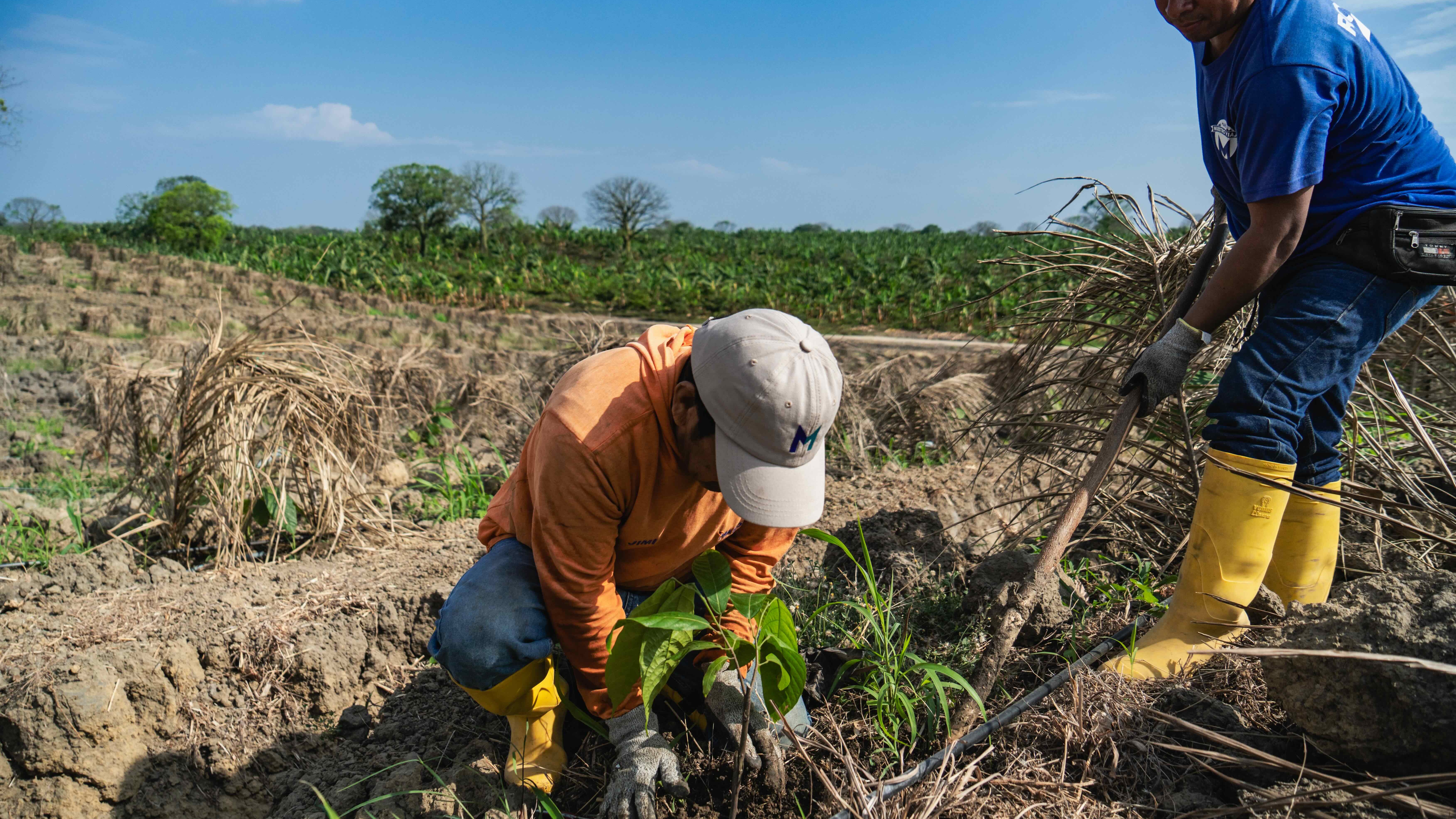 Man in cocoa field