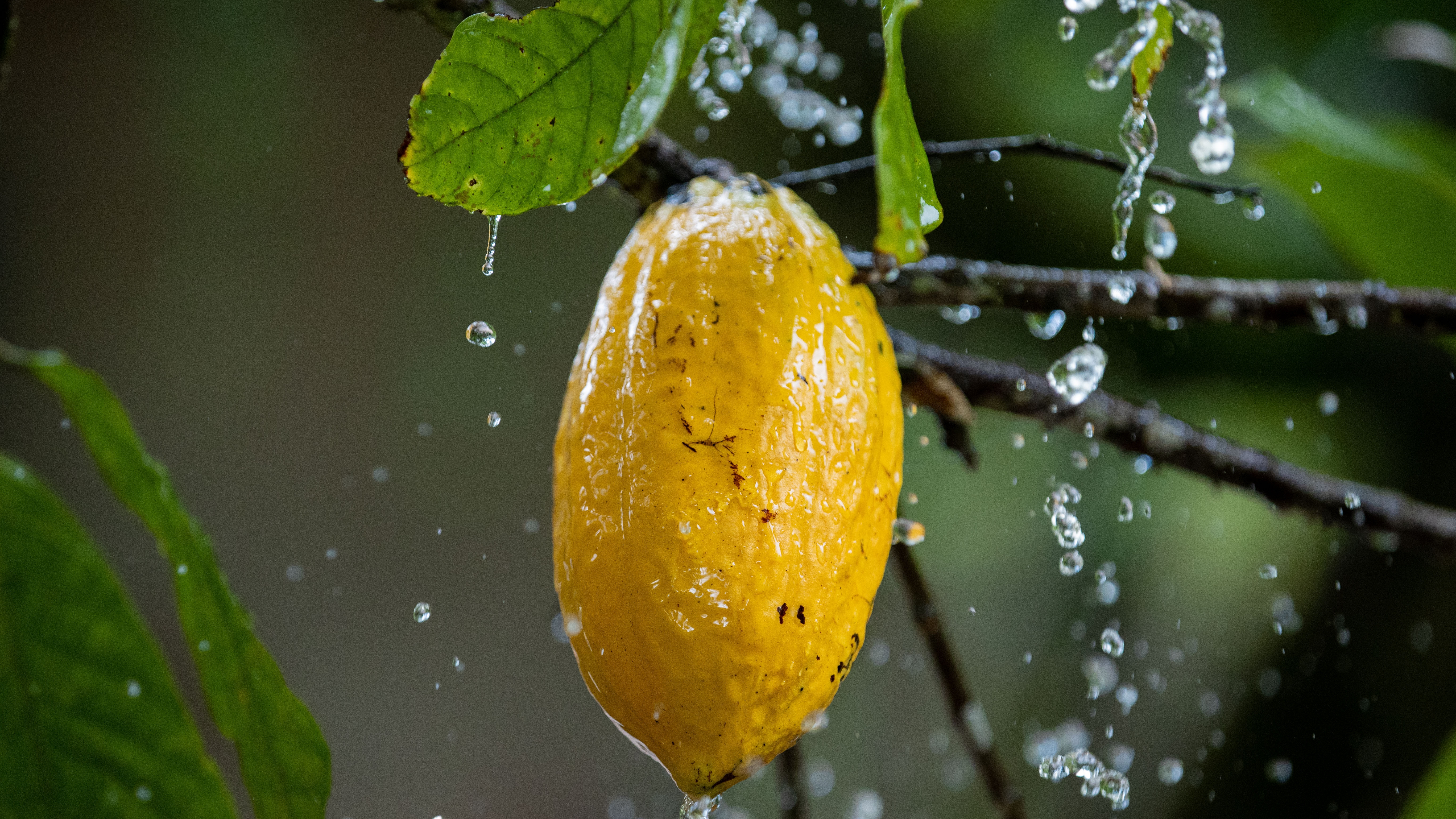 Cocoa bean plant