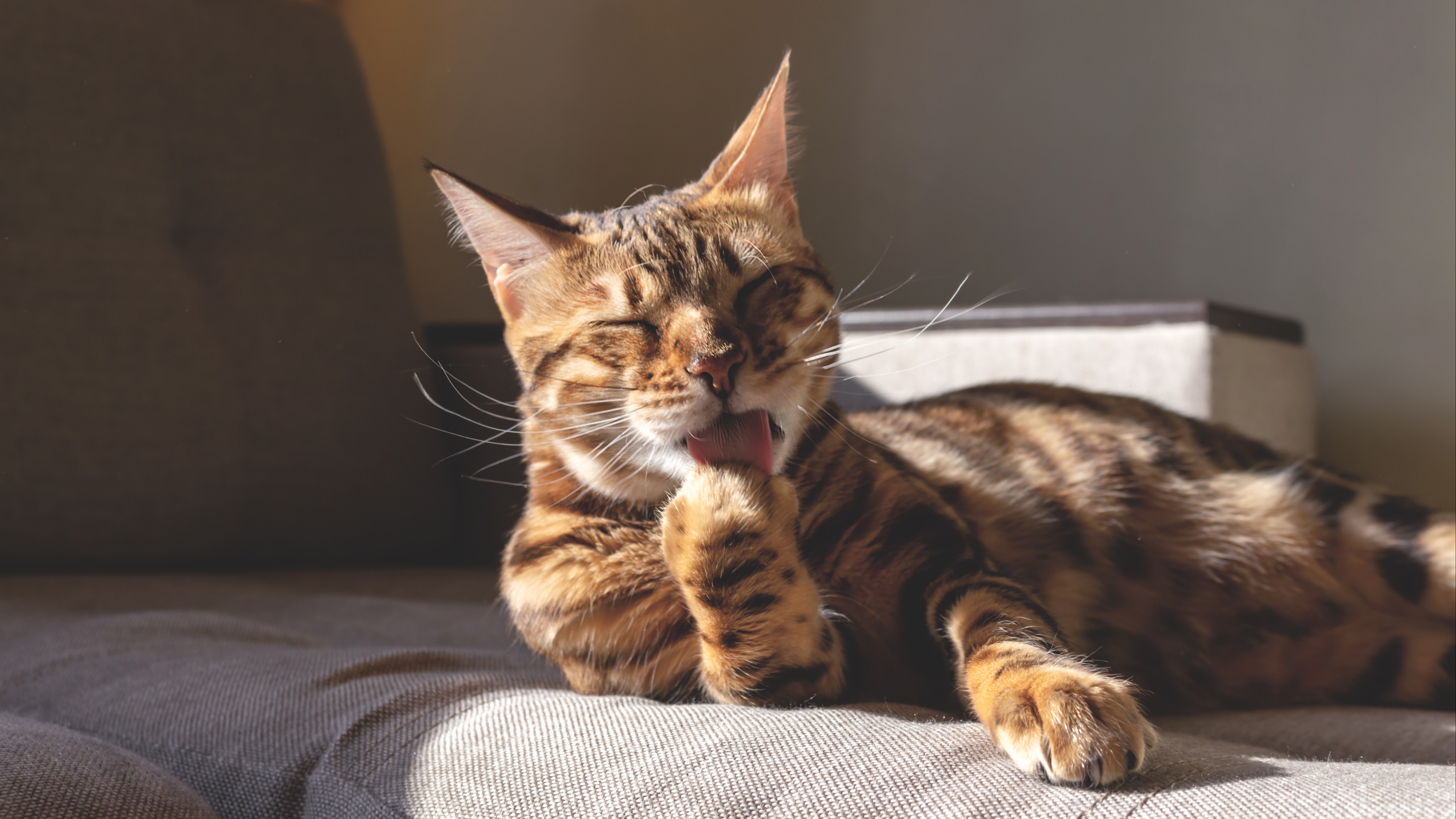 Did you know? Three surprising facts about how cats experience food