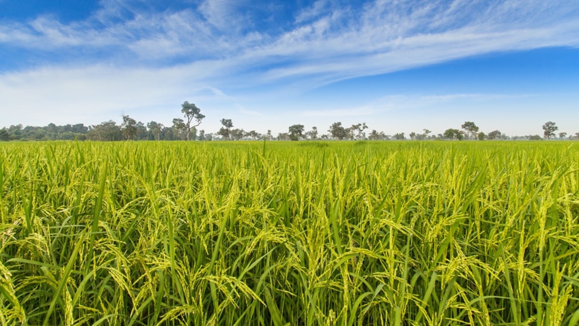 world environment day hero