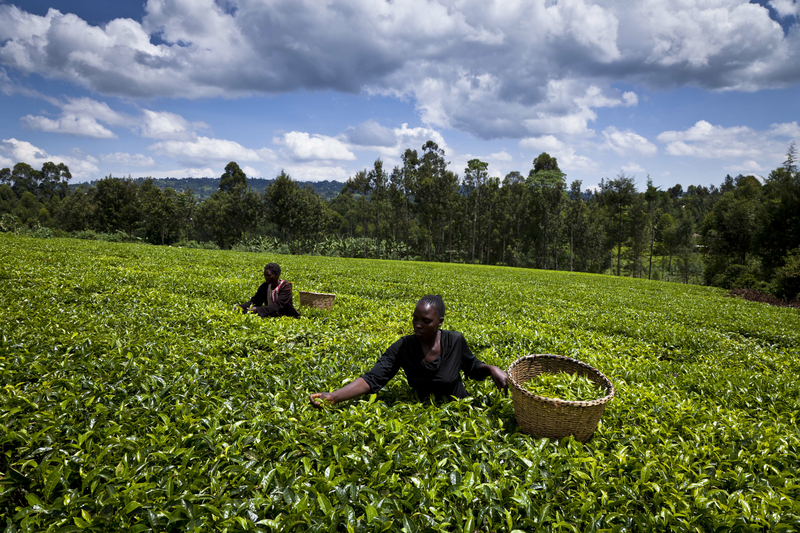 Two farmers in a lush green field harvesting crops without wearing any protective gear.