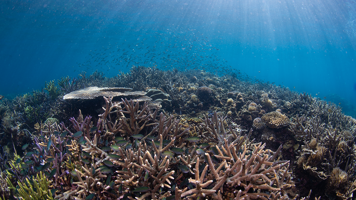 A close-up shot of coral reefs in the ocean. 