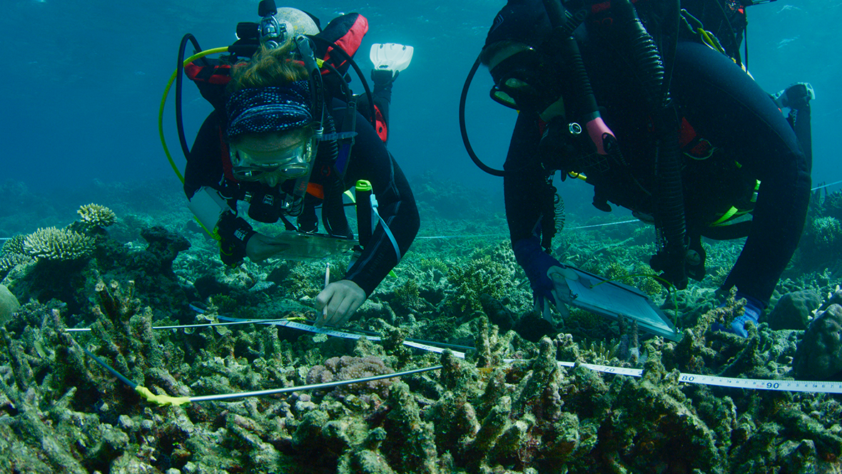 Two scuba divers undertake a scientific survey to install reef stars to Australia's Moore Reef.