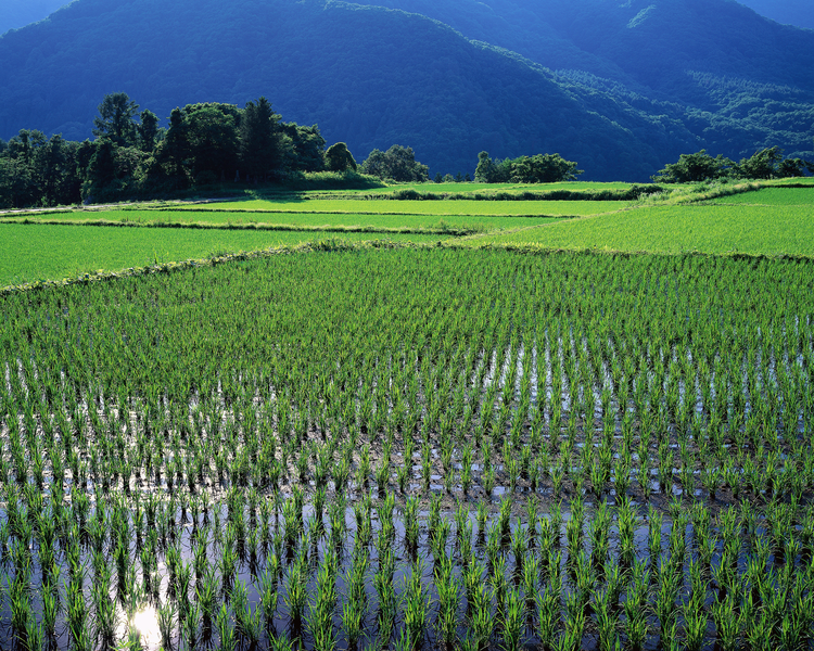 Rice fields ready for harvest