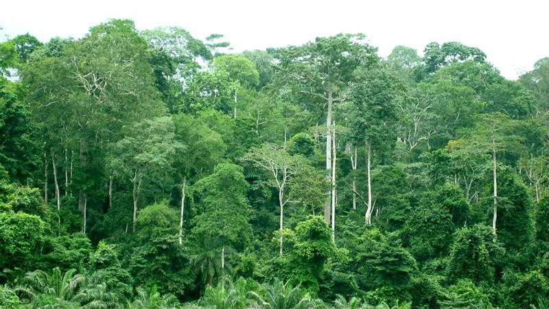  Tropical forest in the Republic of Ghana.