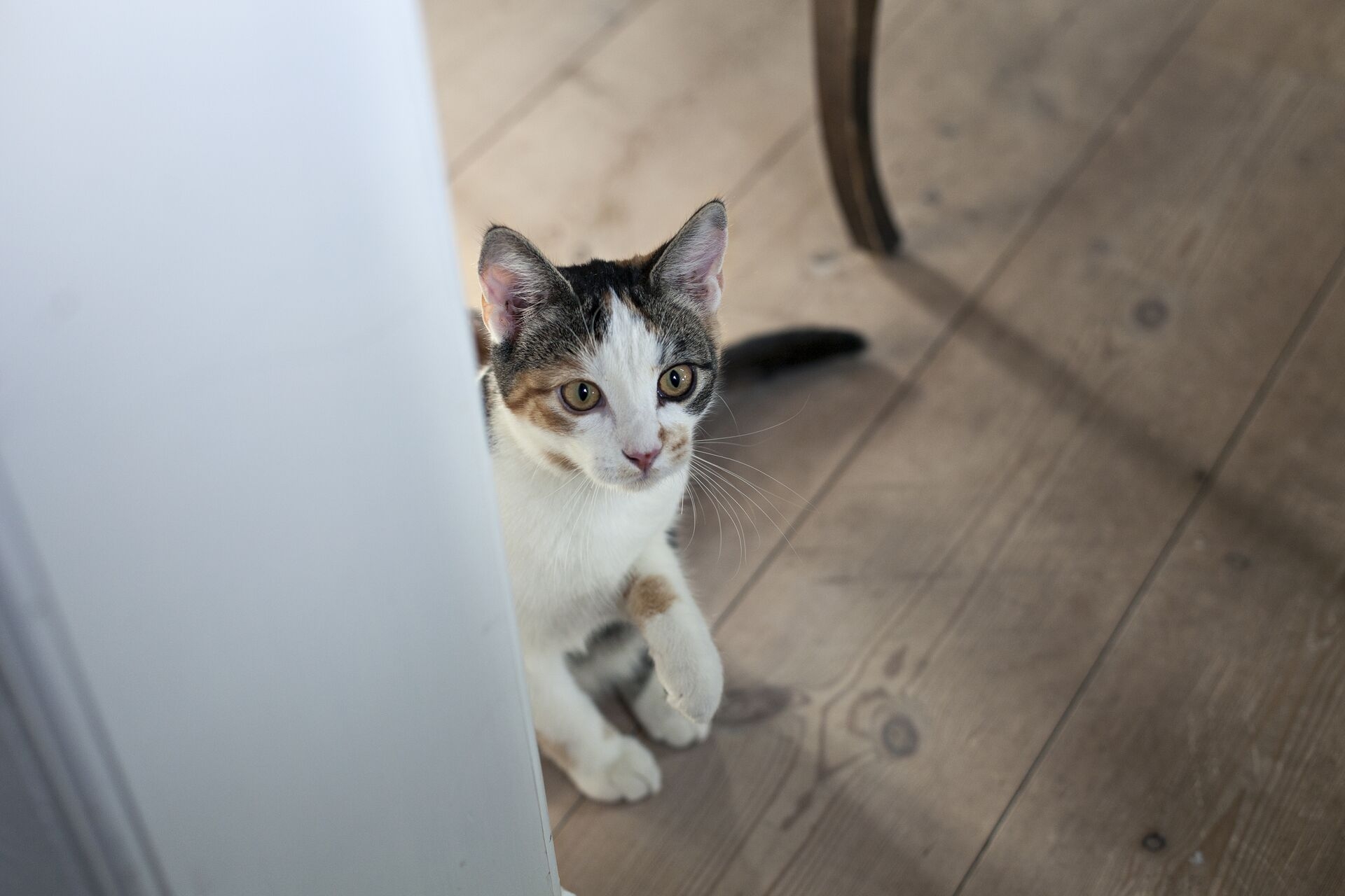 petcare release