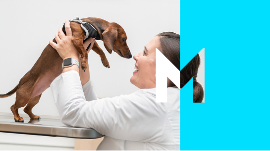 A veterinarian caring for a pet.