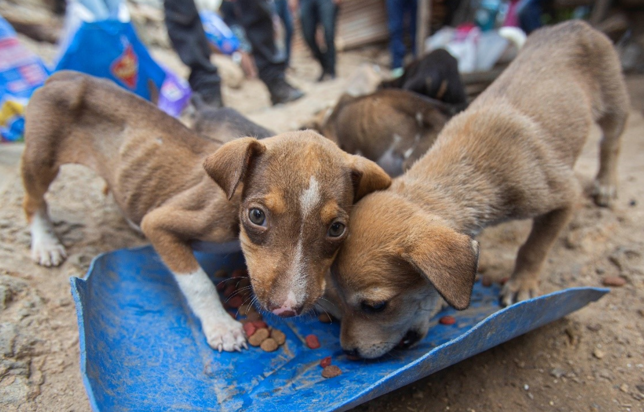 Humane Society International COVID Relief Report 2021