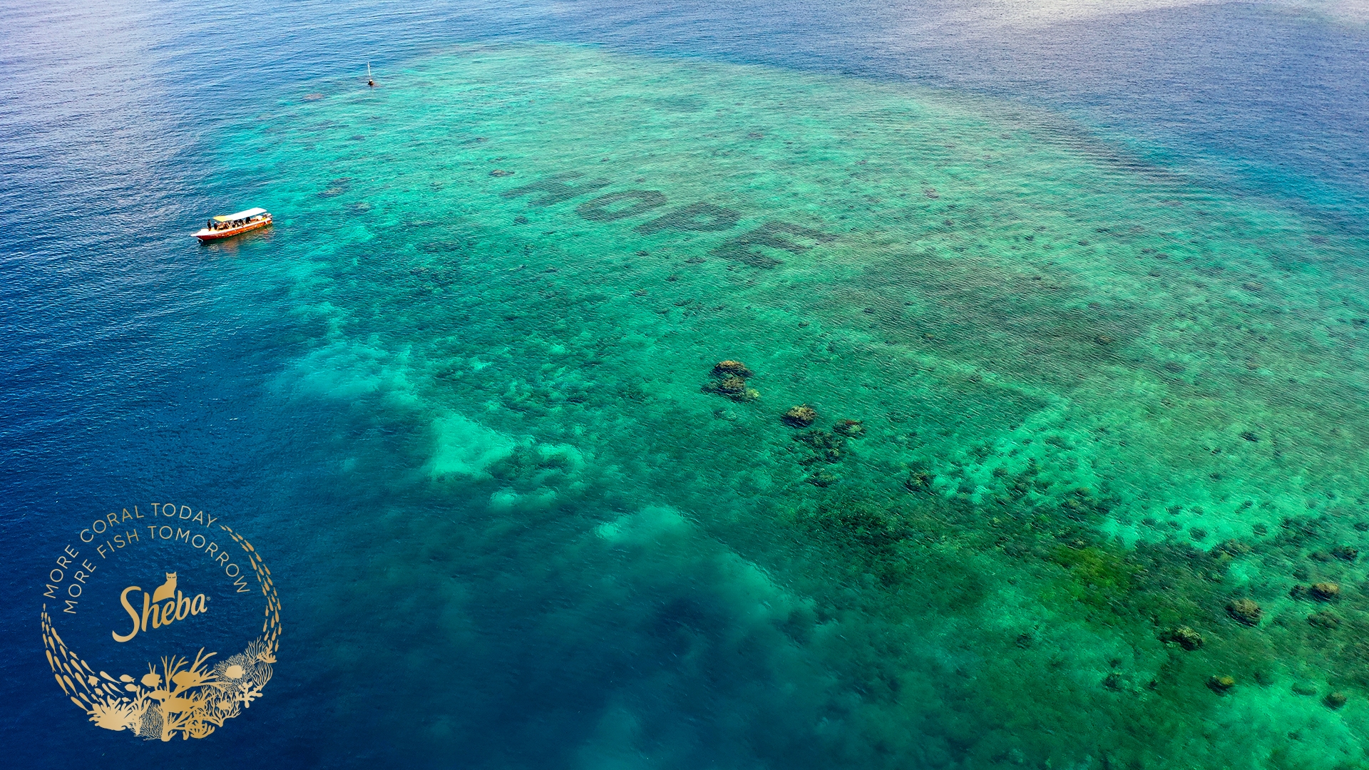 Mars announces The Big Build coral reef restoration event 