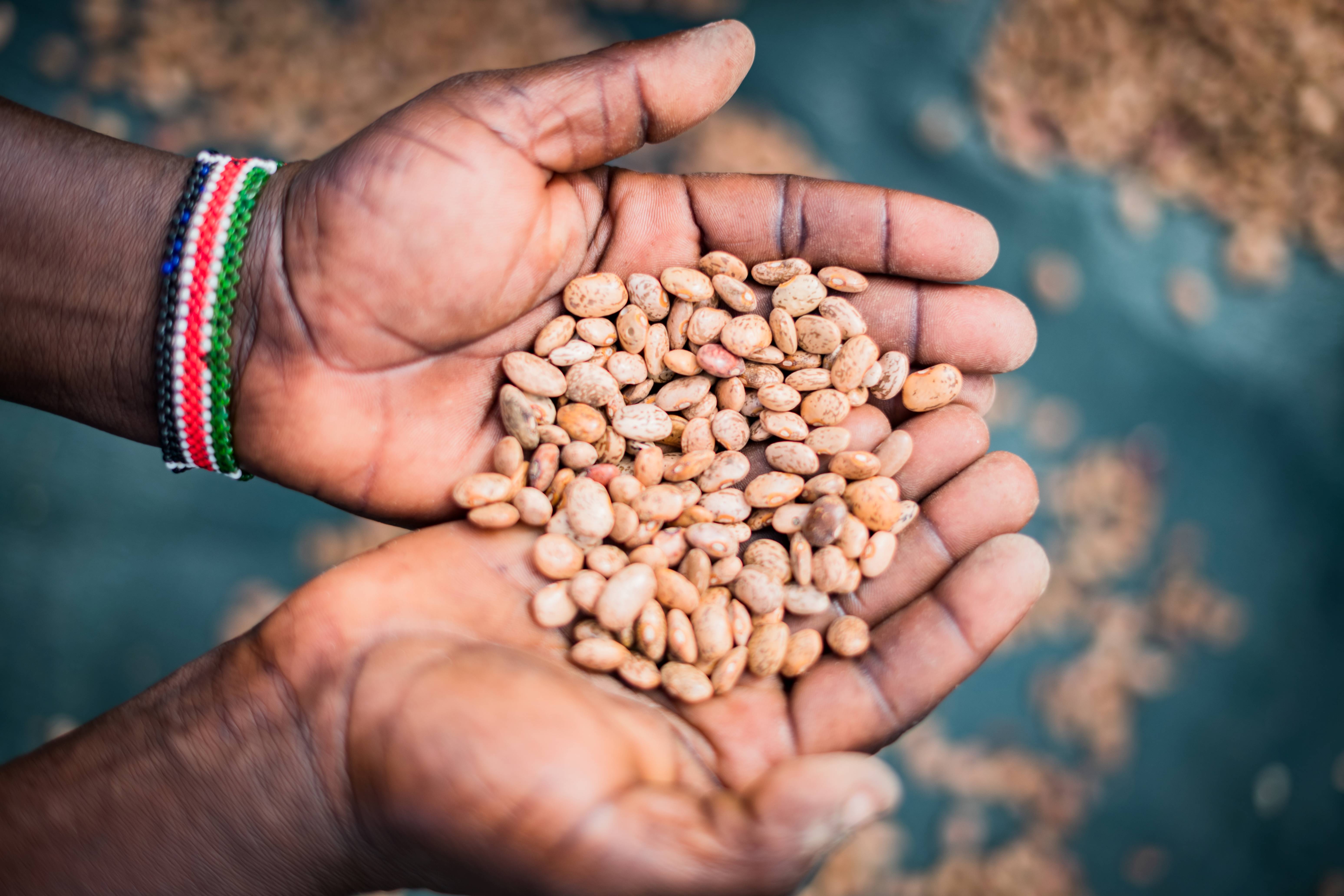 Two hands holding a small pile of grains