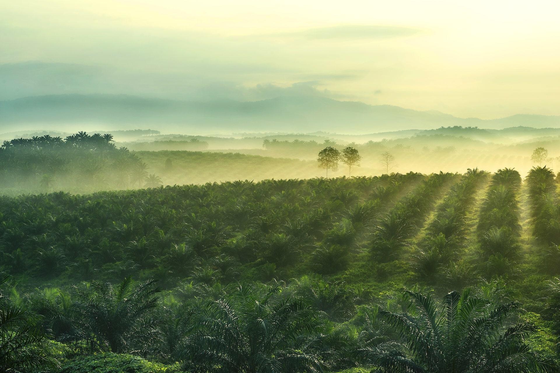 Palm oil farm with rows of palm trees.