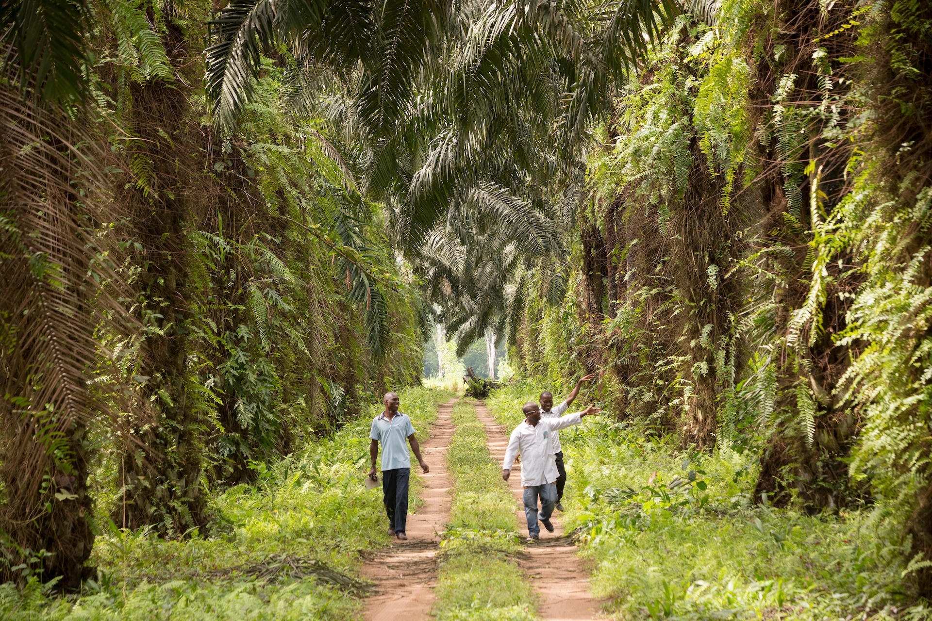 Three men walking down a road in a forest.